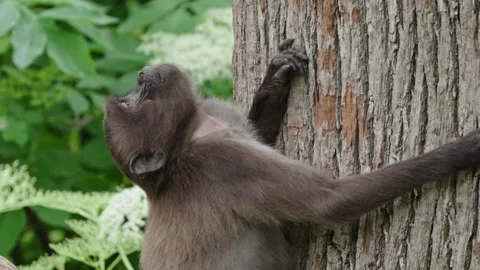 Gelada baboons Stock Footage 277632127