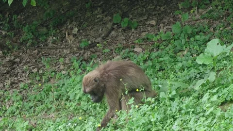 Gelada baboons Stock Footage 277632225