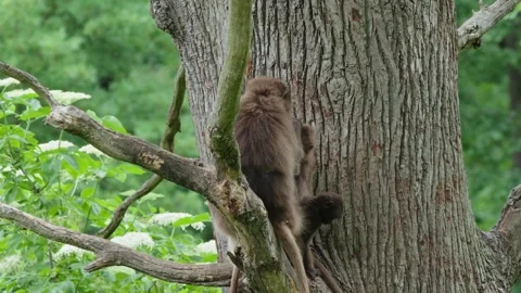 Gelada baboons Stock Footage 277632261