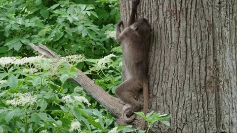 Gelada baboons Stock Footage 277632278