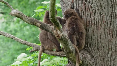 Gelada baboons Stock Footage 277632304
