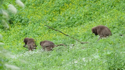 Gelada baboons Stock Footage 277632417