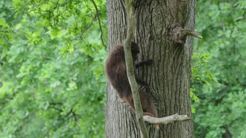 Gelada baboons Stock Footage 277632440