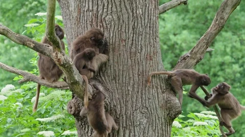 Gelada baboons Stock Footage 277643579