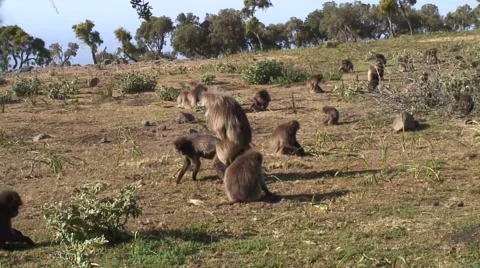 Gelada Baboons mating on grass fileds on a sunny day Vidéo 55845304