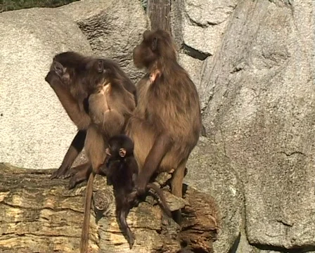 Gelada Baboons (Theropithecus gelada) Stock Footage 70441