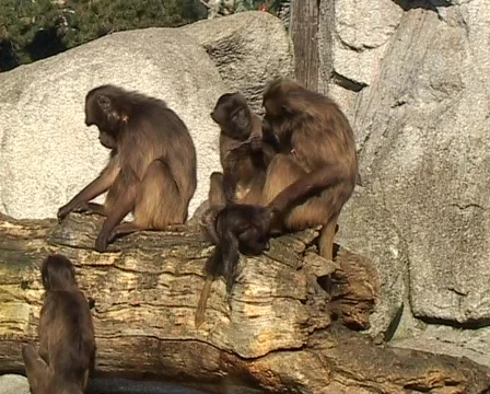 Gelada Baboons (Theropithecus gelada) Vídeo Stock 70444