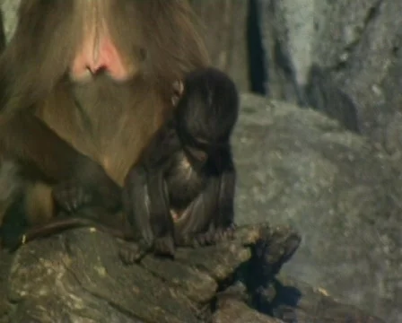 Gelada Baboons (Theropithecus gelada) Vídeo Stock 70448