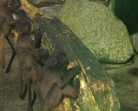 Gelada Baboons (Theropithecus gelada) Vídeo Stock 70449