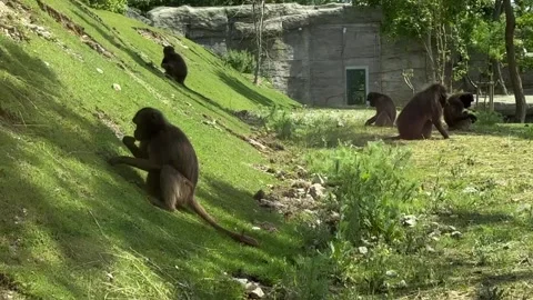 Gelada baboons Theropithecus gelada sitting and feeding on grassy hillside in ro Stock Footage 335589308