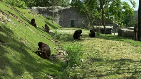 Gelada baboons Theropithecus gelada sitting and feeding on grassy hillside in ro Stock Footage 335589357
