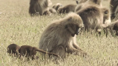 Gelada baby monkey dashing off while parent plucks grass, Ethiopia 스톡 동영상 138893877