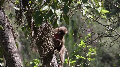 Gelada climb tree and feed Video stock 257866367