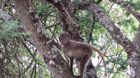 Gelada climb tree gnawing on tree trunk and jump down close up Stockbeeldmateriaal 261268171