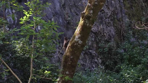 Gelada climb tree trunk in forest Vidéo 259982793