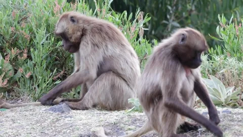 Gelada family sit down pulling out grass roots and eat closeup Vídeo Stock 261268220