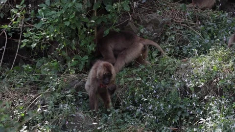 Gelada group feeding Vídeo Stock 257866404