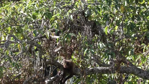 Gelada group move and feed on ripe fruit in tree close up 스톡 동영상 259982943