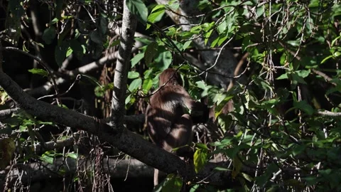 Gelada group move in tree Stockbeeldmateriaal 259982951