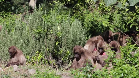 Gelada group sit in crop field feeding Vídeo Stock 257866417