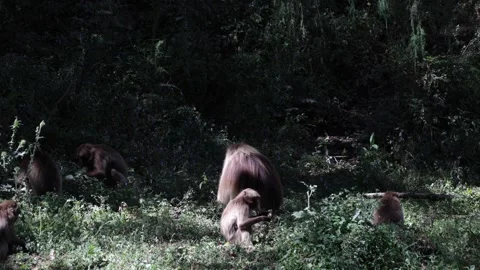 Gelada group sit in forest eating 스톡 동영상 259982958
