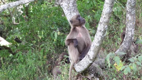 Gelada group sit in forest feeding Vídeo Stock 258541590