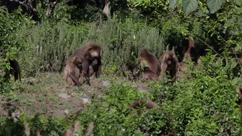 Gelada group walk and feed in crop field with male chasing away the others Stockbeeldmateriaal 258541607