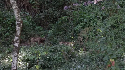 Gelada group walking in forest Vídeo Stock 259982962