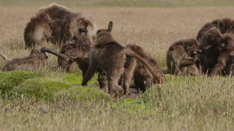 Gelada monkey aggressive behavior, Ethiopia Stock Footage 138887419