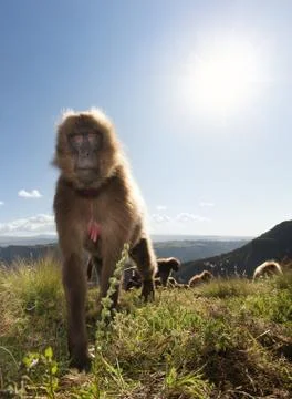 Gelada monkey also known as bleeding heart monkey eating grass Stock Photos