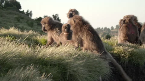 Gelada monkey climbing small hill, Ethiopia Video stock 138887674