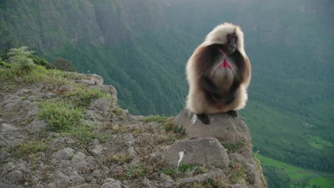 Gelada monkey coming to sit at the edge of rock overlooking lush green valley Stockbeeldmateriaal 138884992
