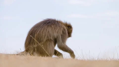 Gelada Monkey Digging In The Ground Foraging For Food In Simien Mountains Stockbeeldmateriaal 315429331