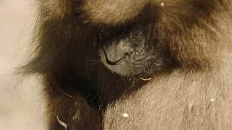Gelada monkey eating plucked grass, Ethiopia Video stock 138893674