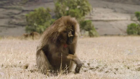 A Gelada Monkey Feeding In The Grass In Simien Mountains National Park Stock-Footage 315427766
