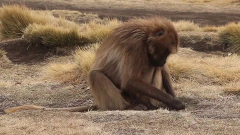 Gelada monkey Stockbeeldmateriaal 336406669