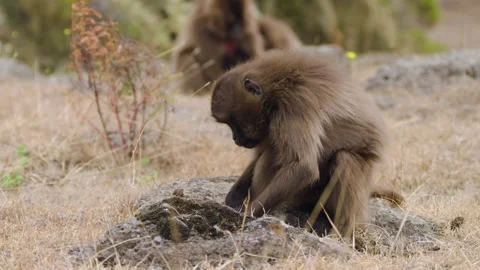 Gelada Monkey Foraging In Their High-altitude Ethiopian Highland Habitat. Close Video stock 315429231