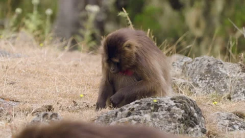 Gelada Monkey Grazing In Simien Mountains National Park, Ethiopia - Close Up Vídeo Stock 315428943