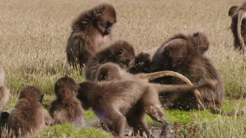 Gelada monkey jumping away from another, Ethiopia Stockbeeldmateriaal 138887481