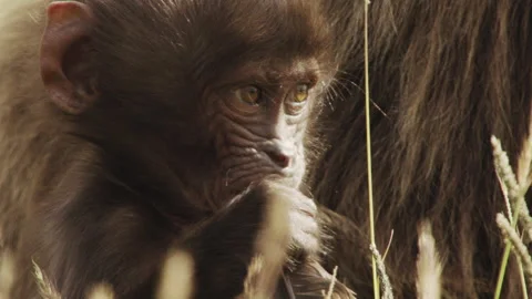 Gelada monkey looking around holding blade of grass, Ethiopia Stock-Footage 138893810