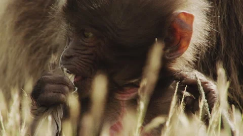 Gelada monkey looking around holding blade of grass, Ethiopia Video stock 138893831