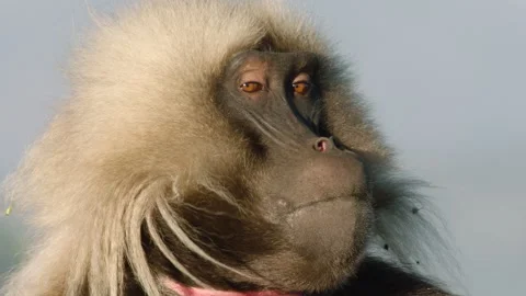 Gelada monkey looking at camera, Ethiopia Stock-Footage 138893469