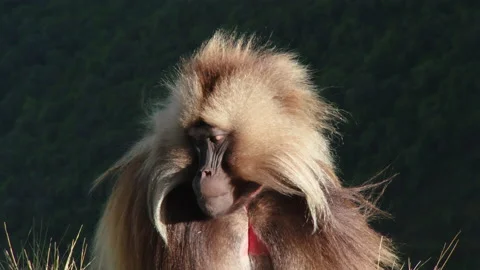Gelada monkey looking down, Ethiopia Stockbeeldmateriaal 138887216