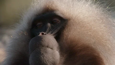 Gelada monkey looking down, Ethiopia Stock-Footage 138887741