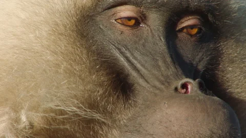 Gelada monkey looking tired, Ethiopia Vidéo 138893567