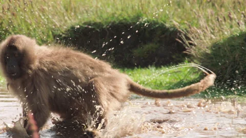 Gelada monkey playing in muddy water, Ethiopia Stock-Footage 138893900