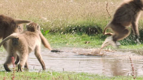 Gelada monkey playing in muddy water, Ethiopia Video stock 138893905