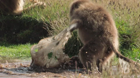 Gelada monkey playing in muddy water, Ethiopia 스톡 동영상 138893973