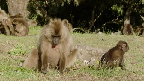 Gelada monkey plucking grass while baby jumps away from rock, Ethiopia Stockbeeldmateriaal 138893631
