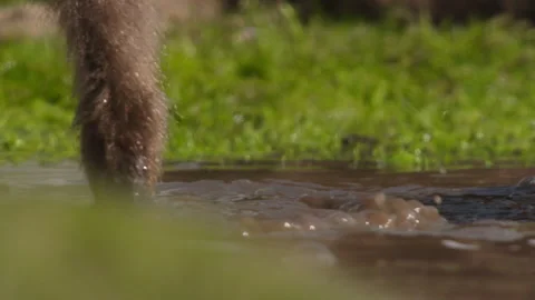 Gelada monkey putting hand in water, Ethiopia Stock-Footage 138887475